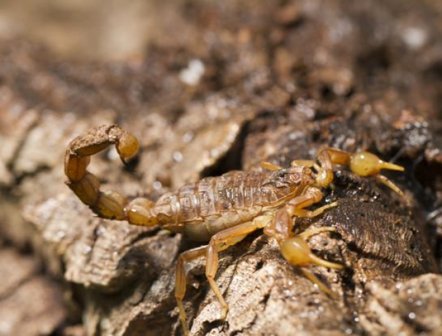 Diferenciais de controle de pragas
