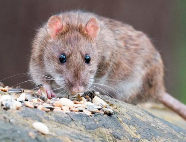 Medidas para Prevenção de Pragas Ratos