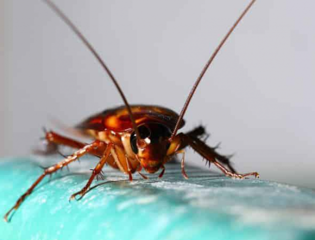 Medidas para Prevenção de Pragas-Baratas