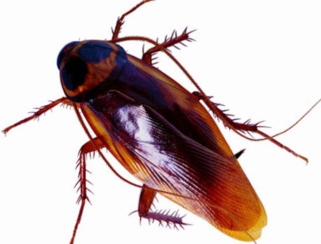 Dedetização de Baratas