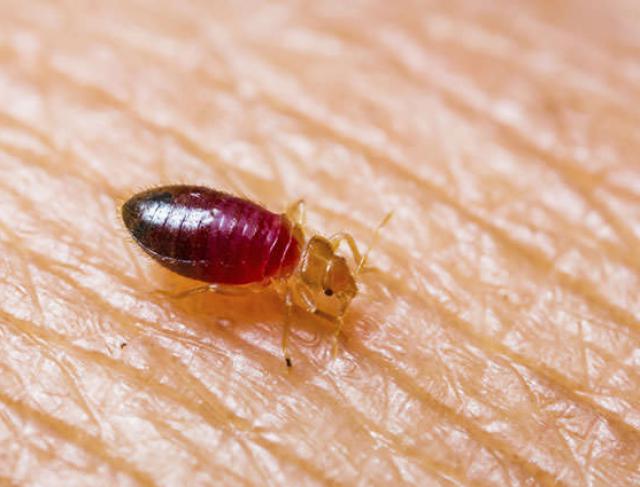 Dedetização de Percevejos de cama