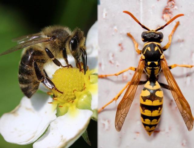 Dedetização de Abelhas e Vespas