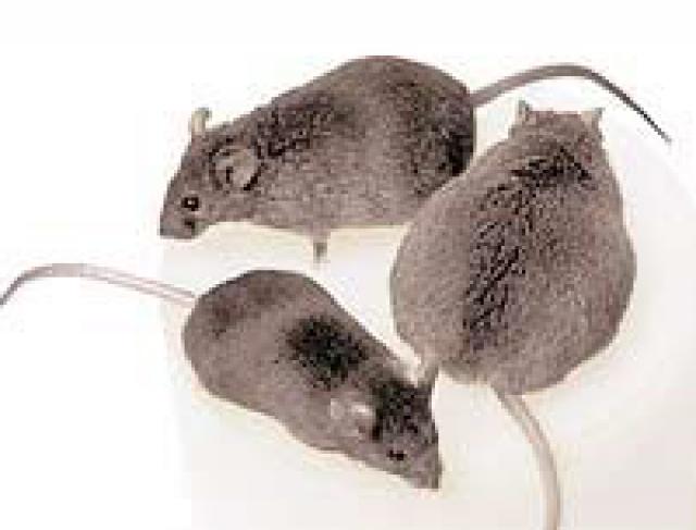 Dedetização de Roedores