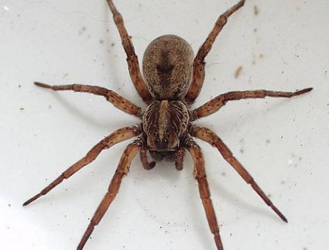 Dedetização de Aranhas